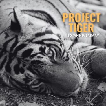 Project Tiger - 50th Anniversary