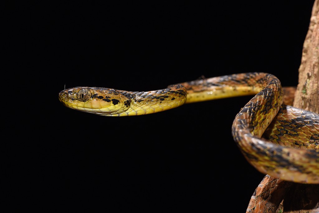 The tiger was purposefully chosen as a symbol for landscape-scale conservation as it is long ranging, adapted to different habitat types and sits at the apex of its food chain. The tiger cannot be conserved without first safeguarding a sufficiently large area. And when that happens, innumerable small and large species end up being protected. This cat snake, and the Cnemaspis gecko, were unknown to science when the author photographed them in 2017 in Tamil Nadu’s Kalakkad Mundanthurai Tiger Reserve.