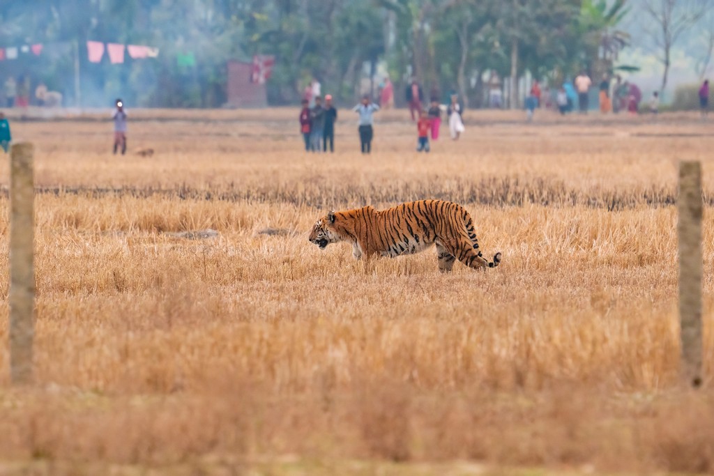 A tigress from Assam’s Orang Tiger Reserve walks through a dry paddy field as farm workers and villagers watch her while shooting mobile camera images. With over 60 per cent of India’s population engaged in farming, or being directly farm-dependent, it is imperative that we have systems in place that directly benefit local communities so that farmers are not forced to pay the price of India’s ecological successes.