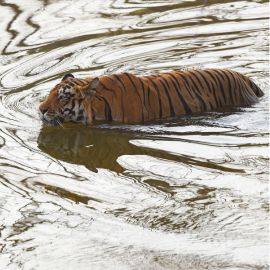 Tiger conservation: Even as the populations of Panthera tigris declined in most of the world’s 13 tiger range countries, India managed to set aside relatively large forested lands to protect the striped predator.