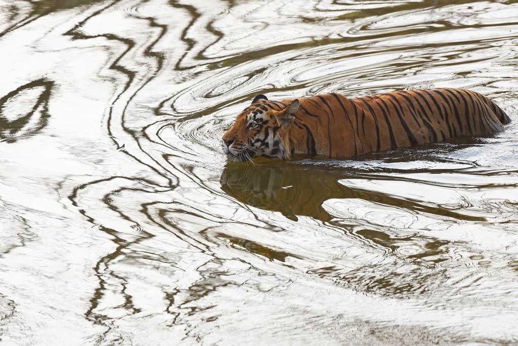 Tigers seldom stray far from perennial water sources. Unlike most cats, water is much more to a tiger than a mere thirst-quenching substance. During summers they often enter the water to cool off, just like this adult male. Not surprisingly, the tiger is called the ‘striped water god’.