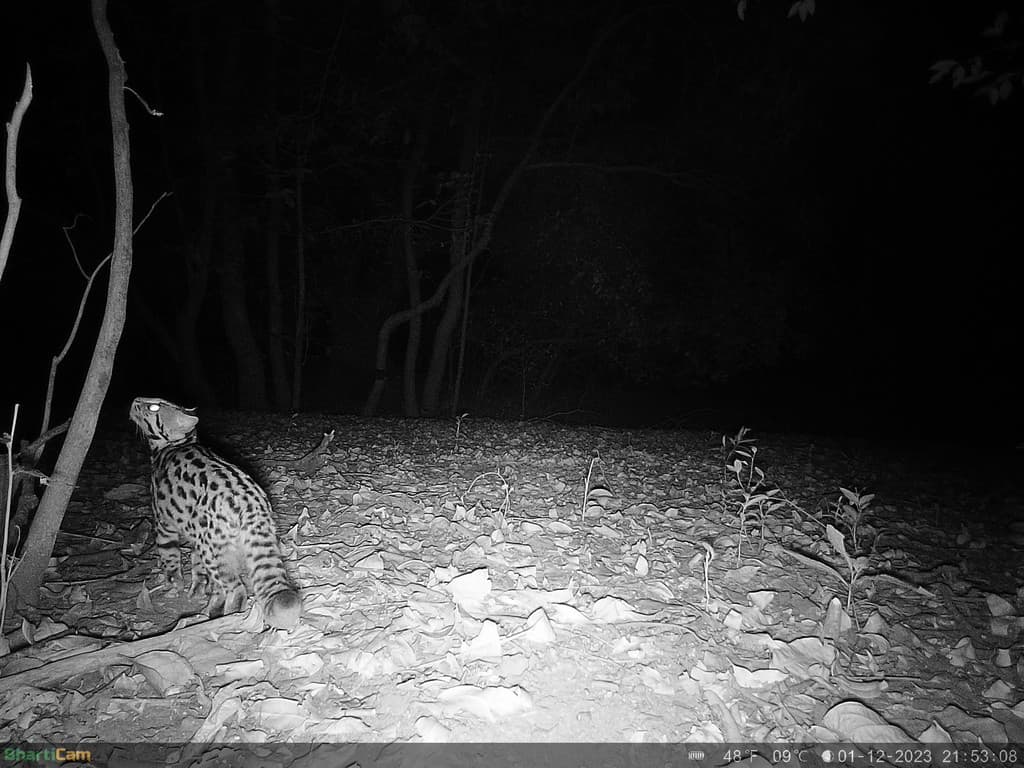 Leopard cat. Credit: WCT/Maharashtra Forest Department