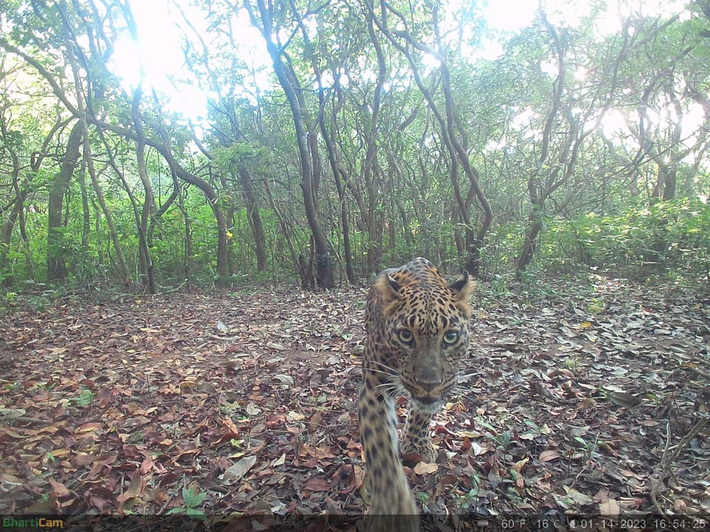 An Indian leopard captured on camera trap in a CR this year. Credit: WCT/Maharashtra Forest Department