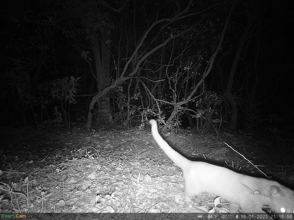 A Brown palm civet, plausibly a leucistic individual . Credit: WCT/Maharashtra Forest Department