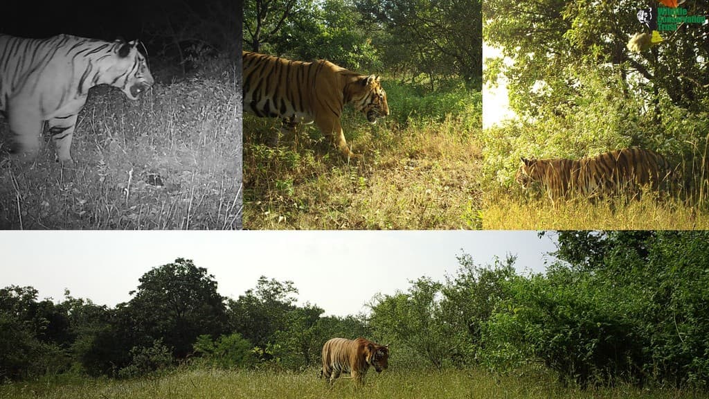 Photographs of tigers captured on camera traps in the Sahyadri-Konkan Corridor. Credit: WCT/Maharashtra Forest Department