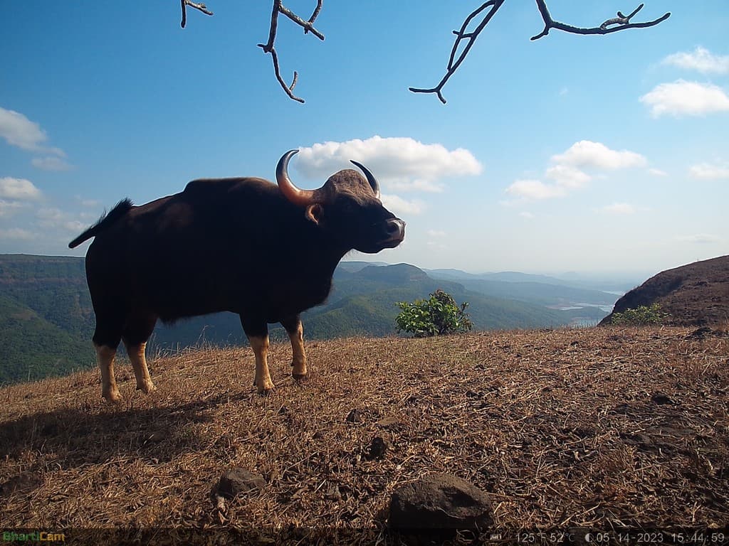 A picturesque image of gaur with the Sahyadri mountain range in the background. Credit: WCT/Maharashtra Forest Department