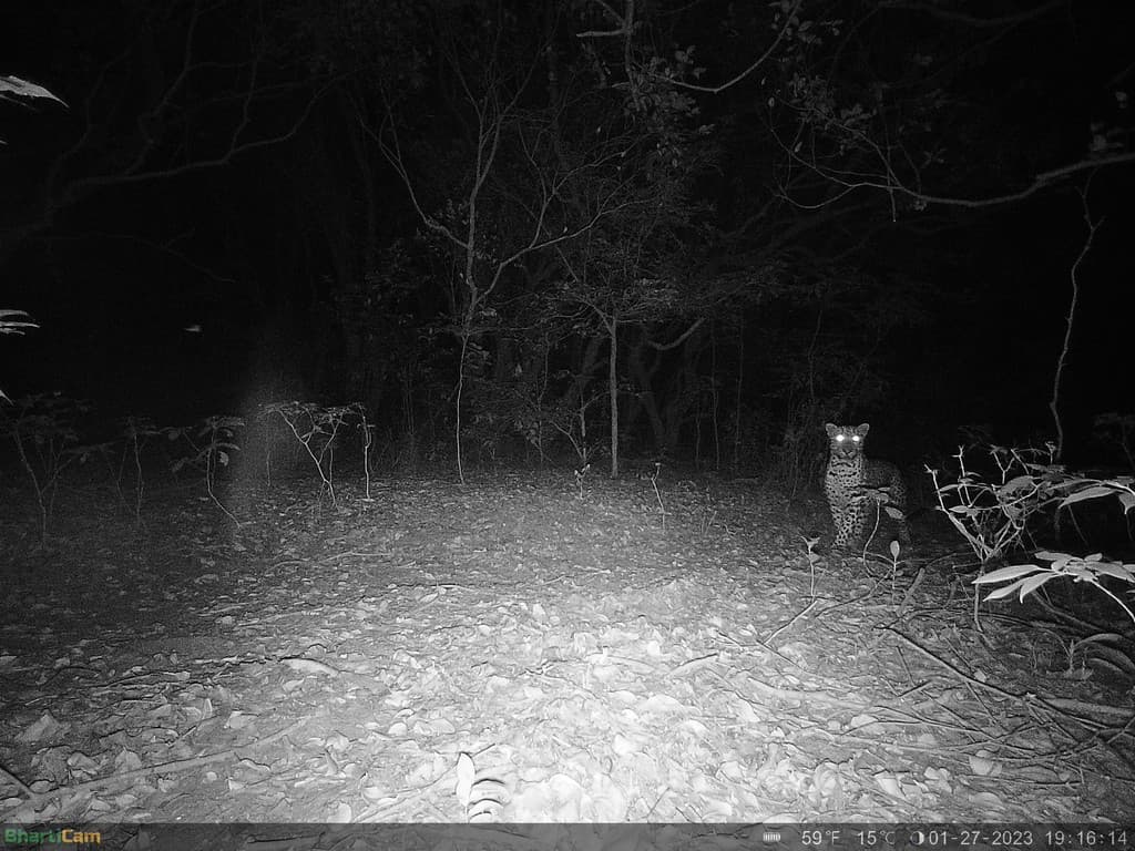 A gaur calf bolting (top) and moments later an adult leopard appears at the scene (precisely 7 seconds apart) (bottom). Credit: WCT/Maharashtra Forest Department