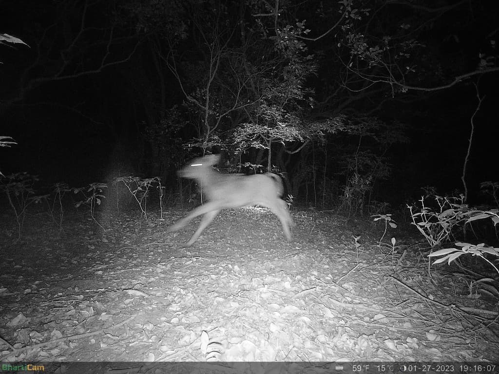 A gaur calf bolting (top) and moments later an adult leopard appears at the scene (precisely 7 seconds apart) (bottom). Credit: WCT/Maharashtra Forest Department