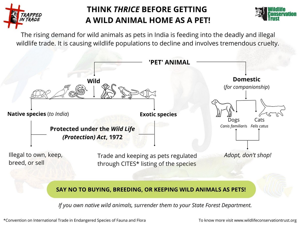 Through WCT's #TrappedInCampaign, our aim is to create awareness about India's exotic pet trade crisis,and attached laws, and also start a mainstream conversation on the issue.