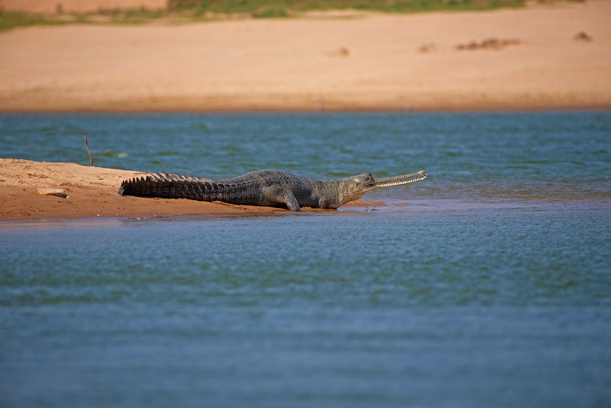 A basking gharial is alerted by our survey boat. Regular surveys are essential to monitor gharial populations and habitats, especially since threats such as sand-mining and fishing are a constant menace for these crocodilians.