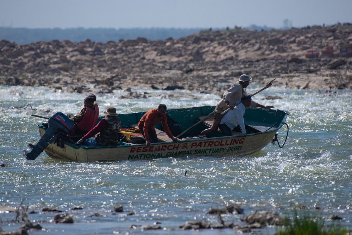 Forest staff and the WCT team navigating the rapids on the Chambal River during the 2023 annual survey of the National Chambal Sanctuary organised by the Madhya Pradesh Forest Department.