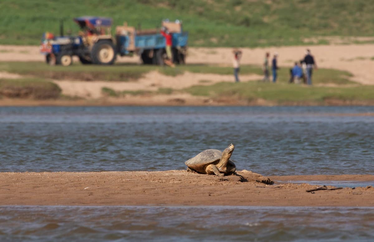 The Chambal supports the last viable population of the Critically Endangered redcrowned roofed turtle, but safe nesting sites are scarce even here, as sand mining often targets the best nesting banks.