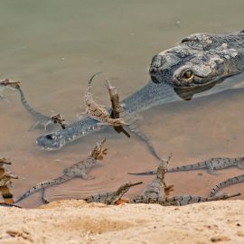 Gharials: Living on the Riverine Edge Tarun Nair is a conservation biologist with an affinity for crocodilians and rivers. Leading the Wildlife Conservation Trust’s (WCT’s) Makara Programme, he works along North-Central Indian riverscapes that harbour the last remaining populations of the Critically Endangered gharial, a fish-eating crocodilian.