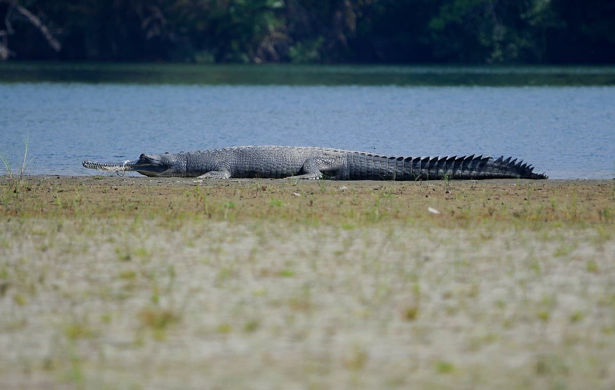 Their long, thin snouts make gharials extremely susceptible to getting entangled in fishing nets, and many eventually starve to death being unable to feed.