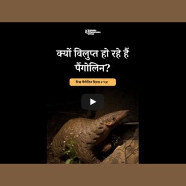 World Pangolin Day 2024 - Hindi