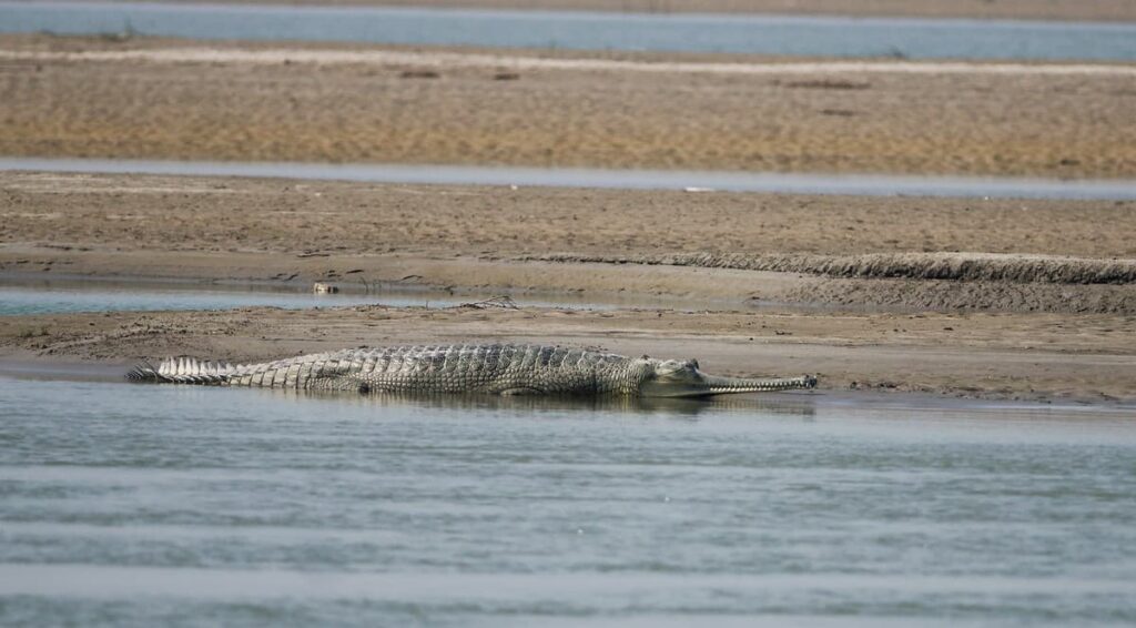 The flood water level data accessed and analysed using the FLOWIDER 1.0 app can help monitor threatened riverine species across 24 rivers in the Gangetic Plains, such as the critically endangered gharial.