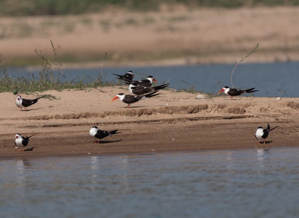 Some of the rivers in the Gangetic plains such as the Chambal harbours a significant breeding population of the endangered Indian skimmer, which typically nests in isolated sand islands in the summer, making it vulnerable to variations in river water levels.