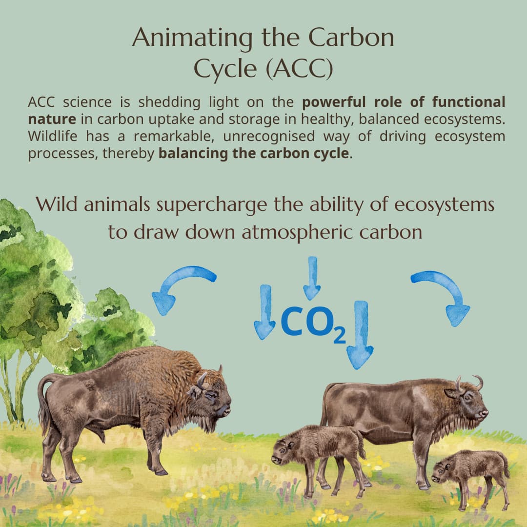 Rewilded Bison are Climate Heroes - Wildlife Conservation Trust