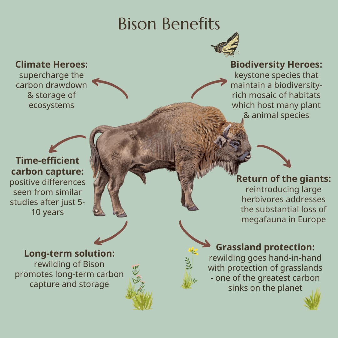 Rewilded Bison are Climate Heroes - Wildlife Conservation Trust