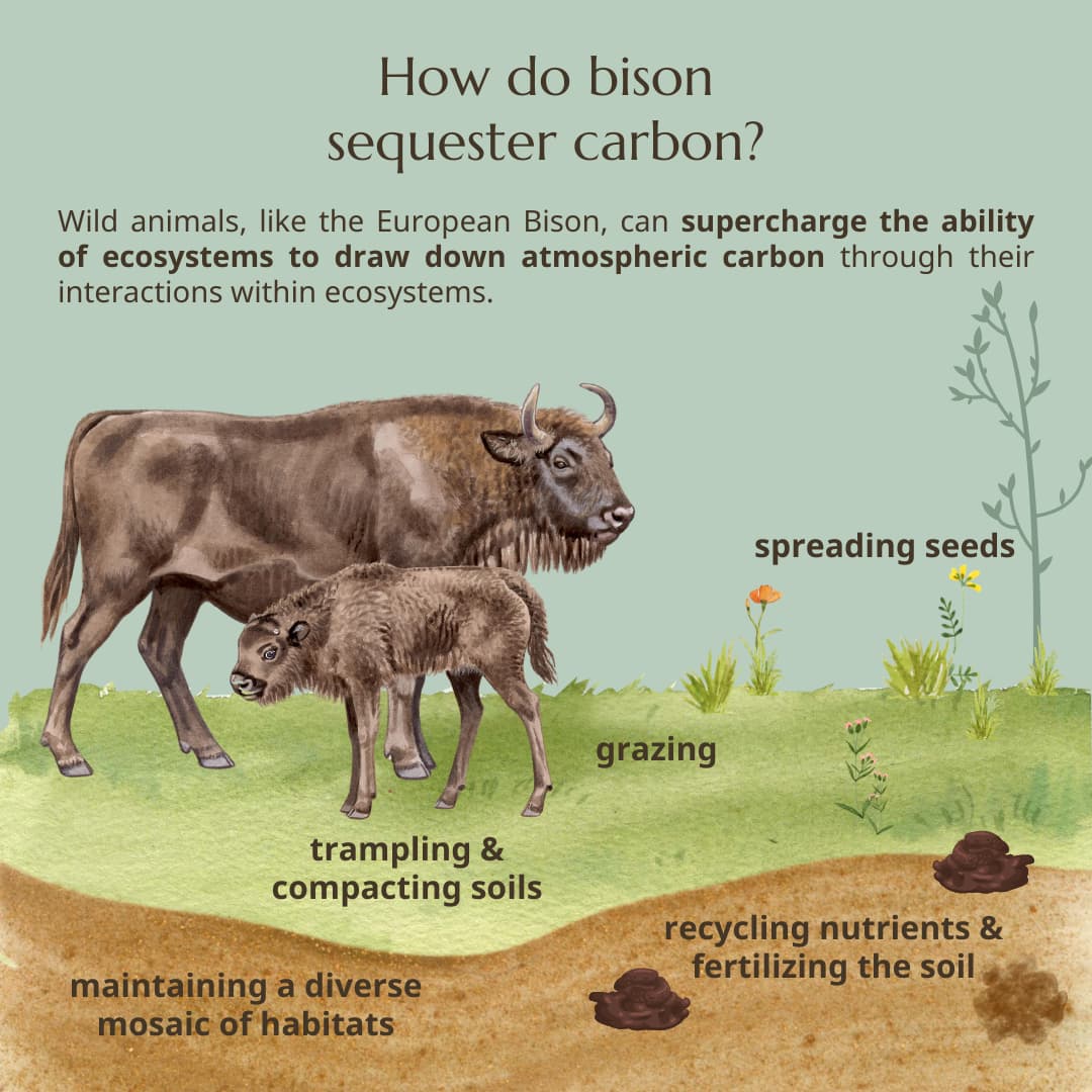 Through their grazing and browsing, the Bison help to maintain a biodiversity-rich mosaic of forests, scrub and grasslands, as well as numerous micro-habitats, which host a wide range of plant and animal species.