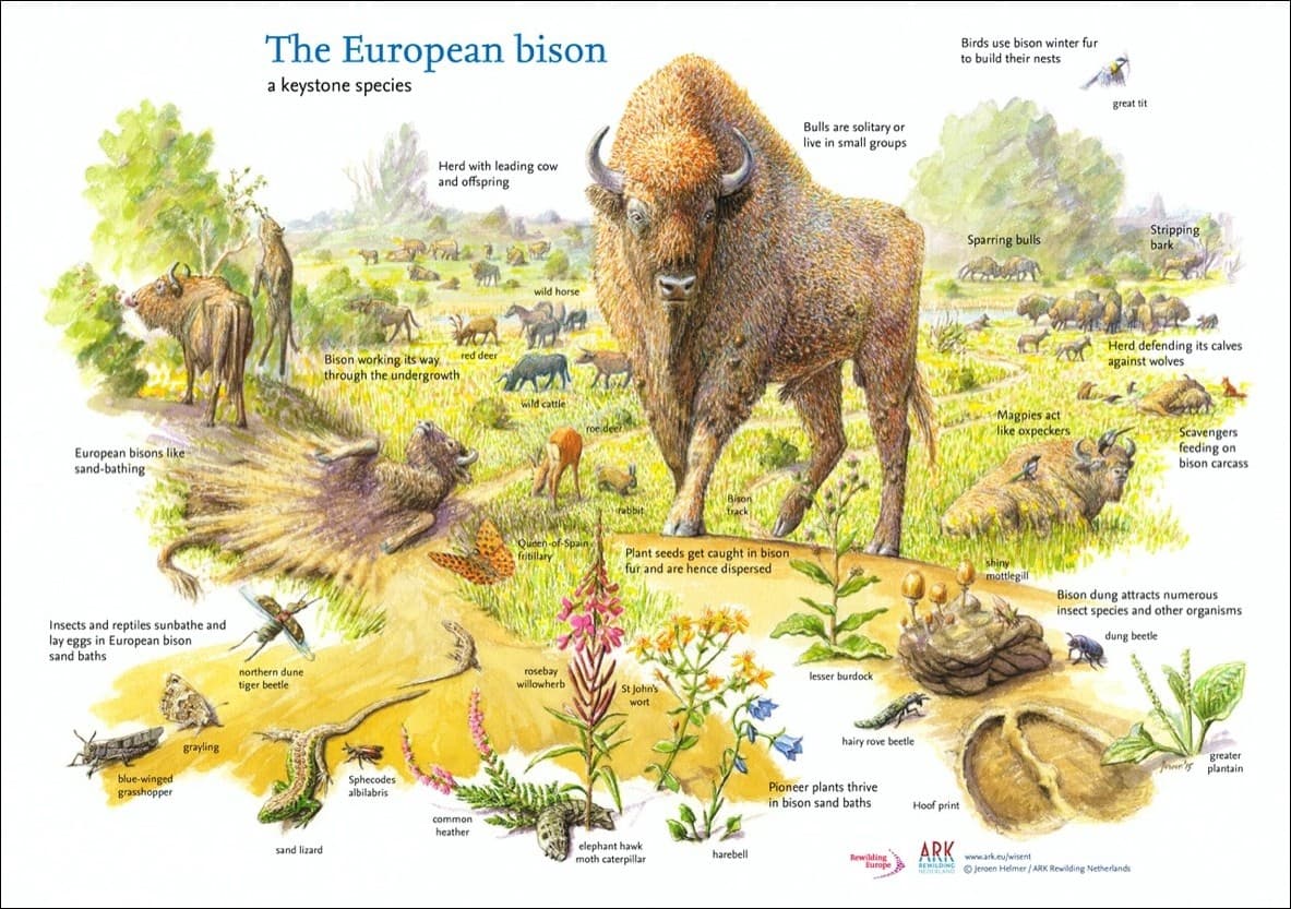 In new research, it has been found that a group of 170 European Bison, through their grazing in an area of 48 sq. km. of grasslands in a wider landscape of 300 sq. km. help to capture approximately an additional 2 million tons of carbon per year, nearly 10 times more than without the Bison. This corresponds to the CO2 released by 1.88 million average American petrol cars annually.