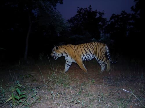 A local collecting fuelwood from the forest (left) and a tiger (right) caught on WCT’s camera traps in the Bramhapuri Forest Division, Chandrapur district, Maharashtra. Human-tiger conflict is an escalating problem in this region.