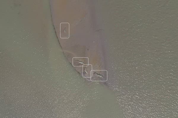 Gharials detected by an Unmanned Aerial Vehicle as part of WCT’s data gathering and river dolphin and gharial monitoring efforts in the Ganges plains.