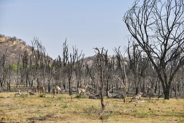 Ecosystem Restoration Programme - Wildlife Conservation Trust