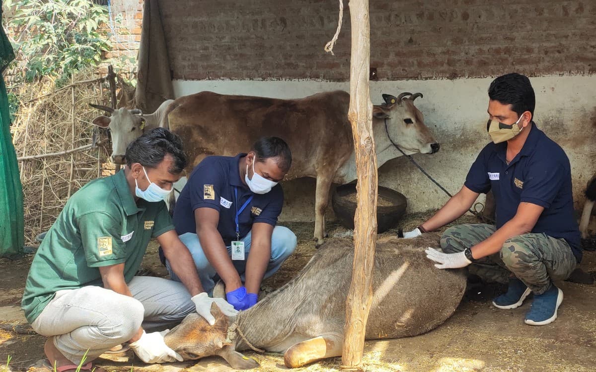 WCT has developed a project that assesses prevalence of infectious pathogens and herd immunity in livestock, and the effect of interactions between livestock and wild herbivores on disease prevalence.