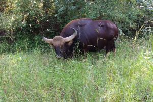 WCT BEES GRANTS - Investigating the Effects of Road Network on Genetic Connectivity and Population Structure of Gaur (Bos gaurus) in Central Indian Landscape