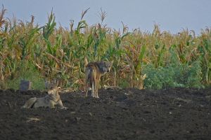 WCT BEES GRANTS - Assessing Patterns of Livestock Loss Due to Wolves in an Arid Human Use Landscape of North Karnataka, India