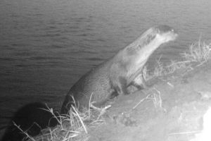 WCT BEES GRANTS-Conservation Status Survey of Smooth-coated Otters in the Krishna River Delta of Andhra Pradesh