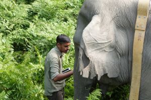 WCT BEES Grants - Evaluating the efficacy of human elephant conflict (HEC) mitigation strategies in reducing negative interactions in a biodiversity hotspot