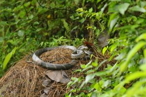 WCT BEES Grants - King Cobras of the Western Himalayas: Nest Ecology & Conservation