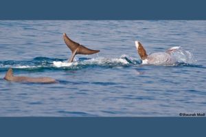 WCT BEES Grants - Status of humpback dolphins and finless porpoises