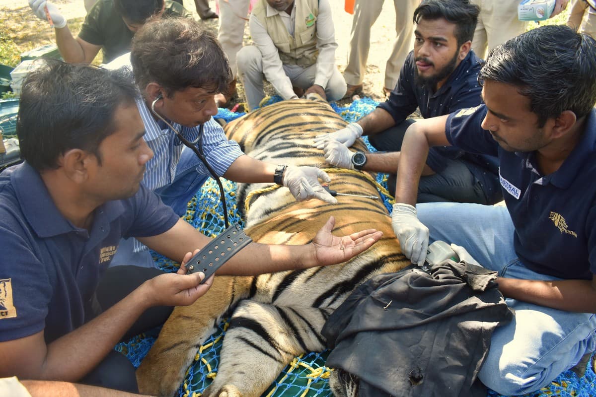 Dr. Prashant Deshmukh (far right) deploying a satellite collar on a rescued tiger to monitor its movements after release. Photo: Van Vihar National Park