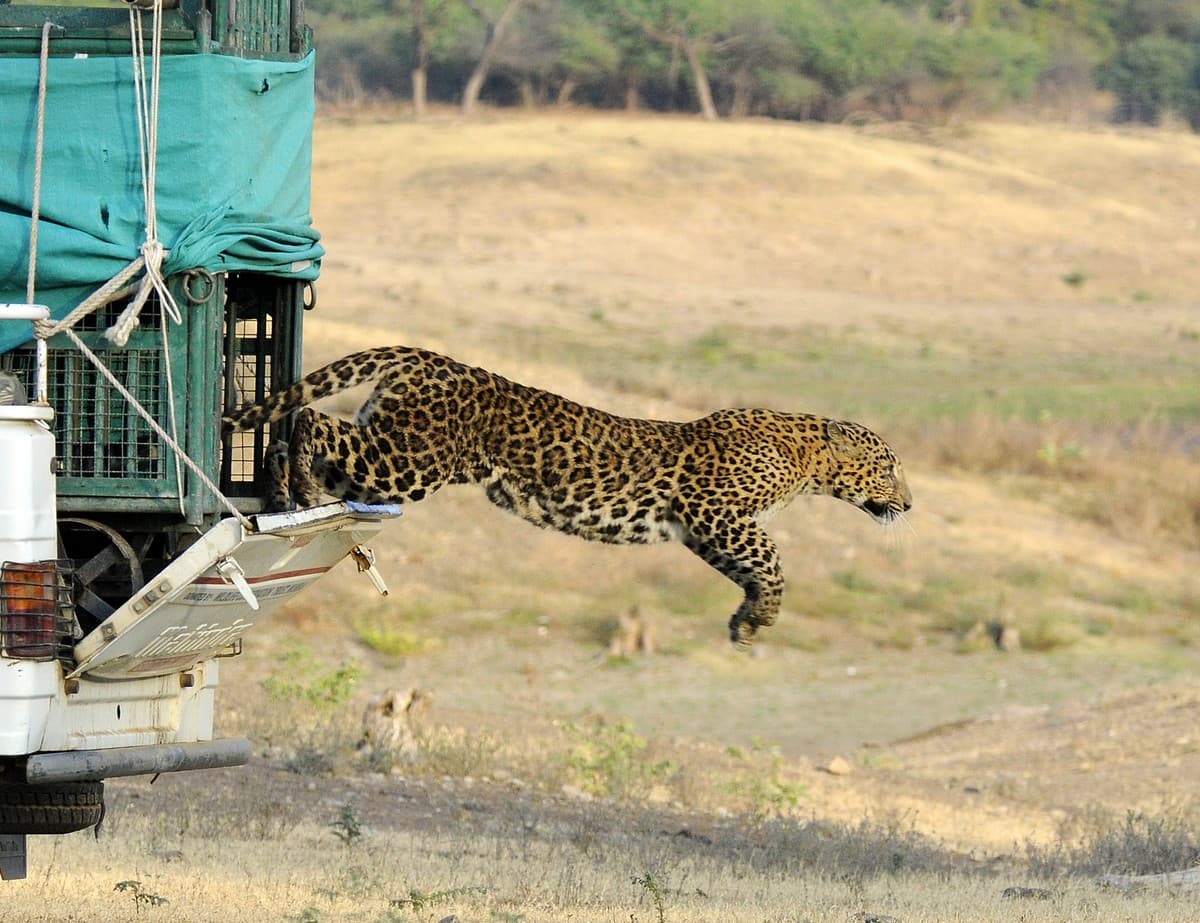 Wildlife veterinarians tackle a plethora of emerging and complex conservation challenges of our time, especially human-carnivore interface management.