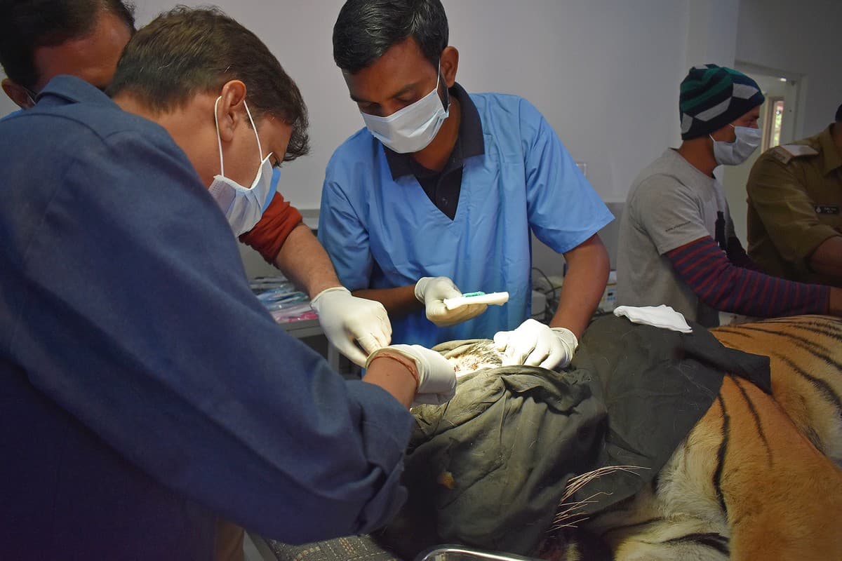 An adult male tiger being treated by Dr. Prashant Deshmukh (centre), wildlife veterinarian with the Wildlife Conservation Trust (WCT), and Dr. Atul Gupta, a senior wildlife veterinary officer from the Madhya Pradesh Forest Department.