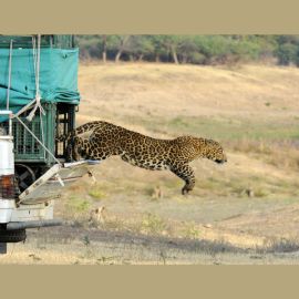 The Quintessential Vets: Wildlife veterinarians tackle a plethora of emerging and complex conservation challenges of our time, especially human-carnivore interface management.