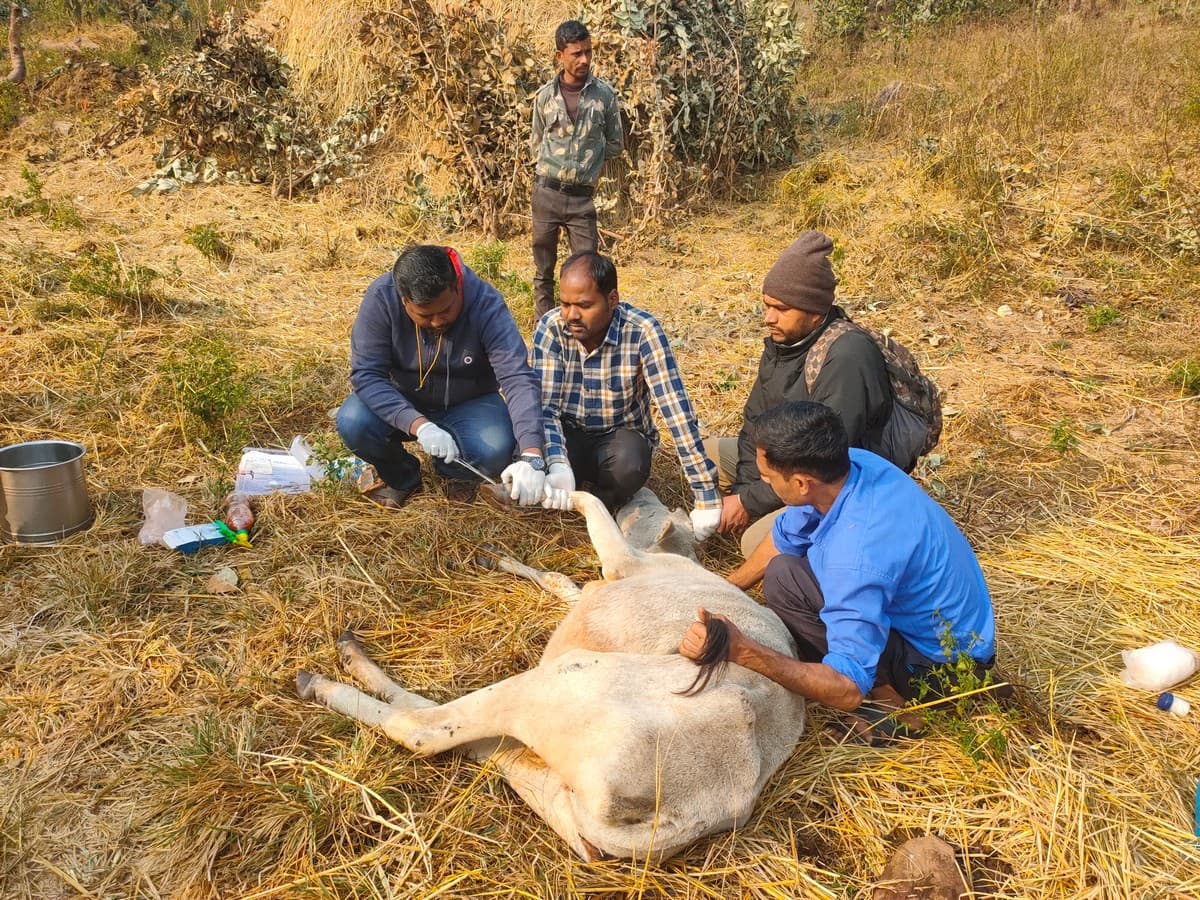 Dr. Himanshu Joshi (extreme left) treats affected livestock in a village inside the Sanjay Dubri Tiger Reserve. Photo: WCT