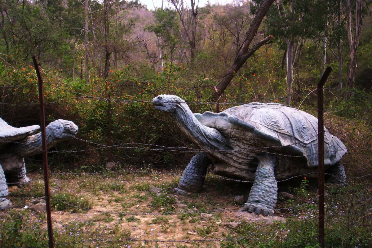 Fiberglass life-size models of Megalochelys atlas, an extinct giant turtle, which once lived in the Siwalik Hill ranges.