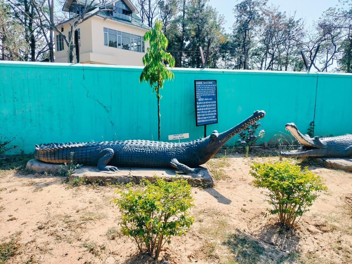 A life-sized fiberglass model of a extinct gharial species (Gavialis sp.) displayed at the Siwalik museum. ©Purva Variyar