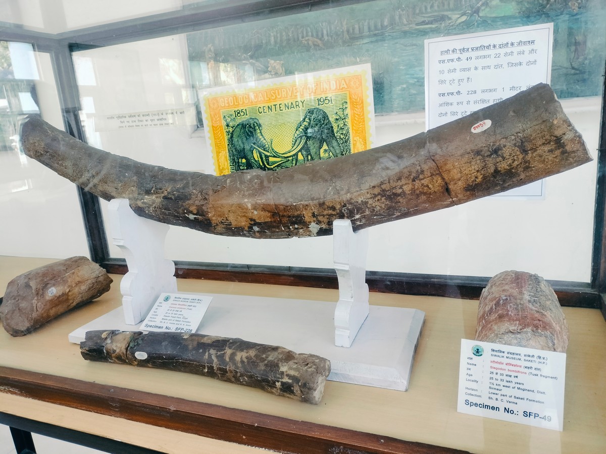 Approximately one metre long fossil tusk of a giant extinct elephant relative Anancus sivalensis from the Siwalik region on display at the museum. In the background you can see a picture of the stamp depicting Stegodon ganesa that was issued by the Geological Survey of India in 1951. ©Purva Variyar