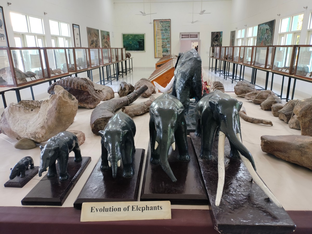 The fossils of various extinct elephant species from the Siwalik region on display at the Siwalik museum (top); and a partial skull with the molar teeth structure of elephant species Stegodon insignis (bottom) clearly visible. ©Purva Variyar