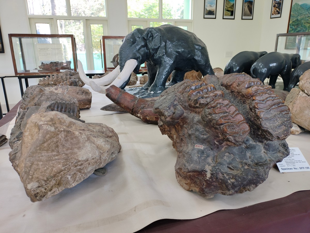 The fossils of various extinct elephant species from the Siwalik region on display at the Siwalik museum (top); and a partial skull with the molar teeth structure of elephant species Stegodon insignis (bottom) clearly visible. ©Purva Variyar