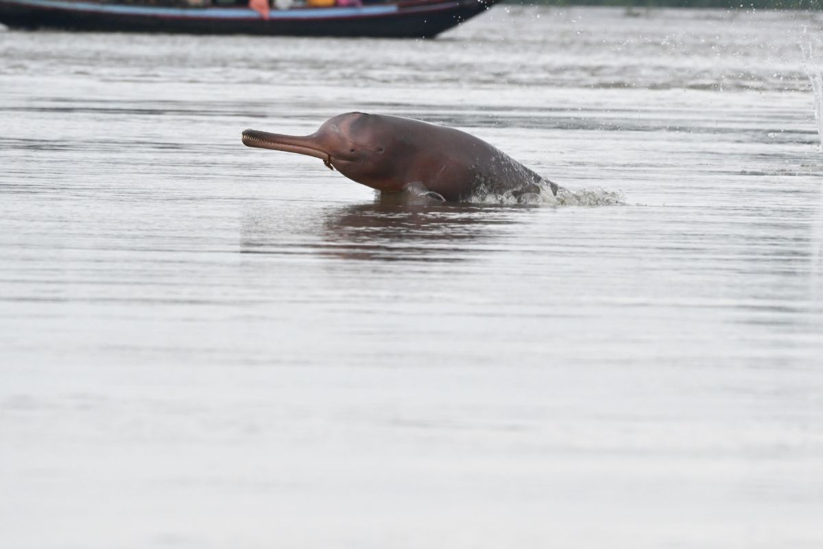 In the course of evolution, the Ganges river dolphins have lost their eyesight almost entirely, since the freshwater river habitats in which they live in have very low visibility due to high sediment content. Instead, they emit ultrasonic sounds which bounce off objects around them, including live prey, helping them ‘see with their ears’ and navigate the murky waters. ©Soumen Bakshi/WCT