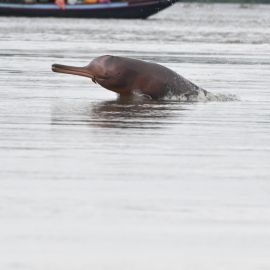 Using ‘Moths’ to Hear Dolphins