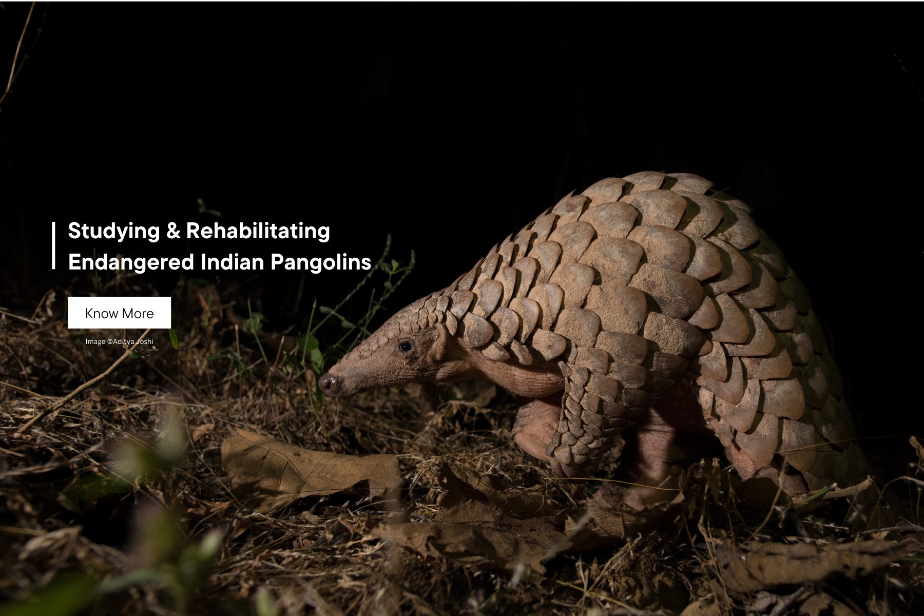 Developing an Ecology-based Conservation Strategy for the Indian Pangolin