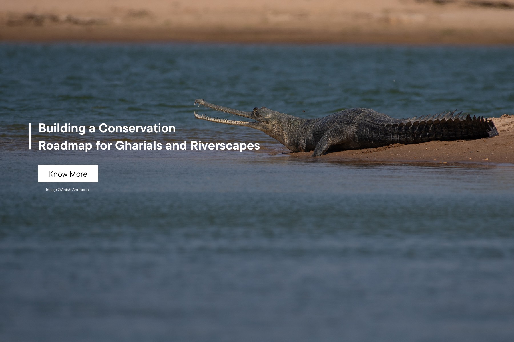 WCT is building a conservation roadmap for gharial conservation under its Programme Makara with an emphasis on Chambal River, and Son, Ghaghra, and Gandak Rivers.