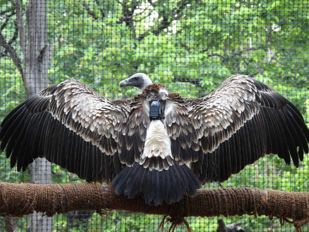 Four Jatayu (Vulture) Conservation Breeding Centres (JCBC) were set up across the country in partnership with respective state governments.